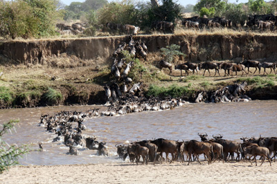 That's quite a jump up to the upper bank., Wildebeest, Tanzania 2016 - Mara River